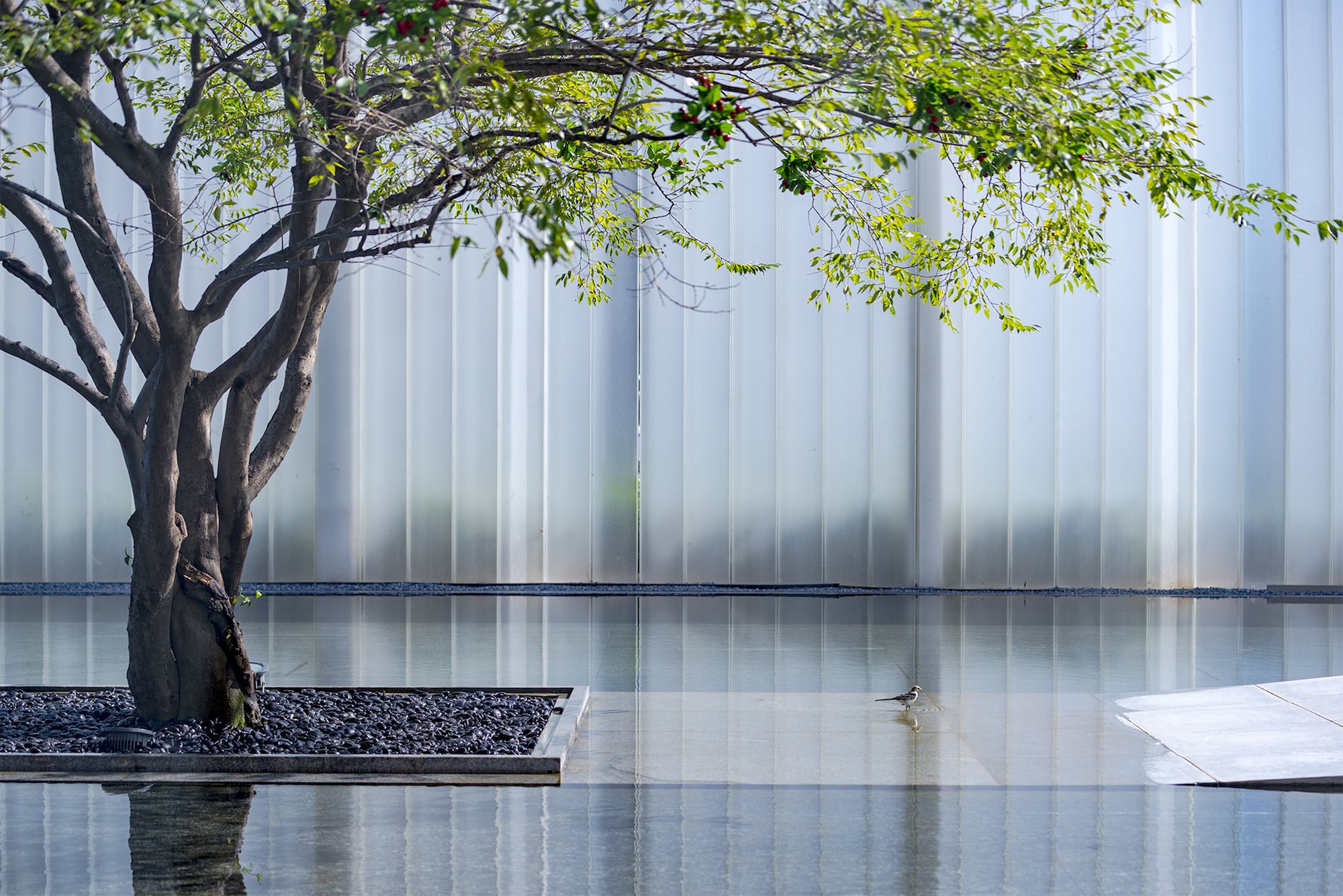 jardín espejo de agua y arbol con pájaro posado en el agua